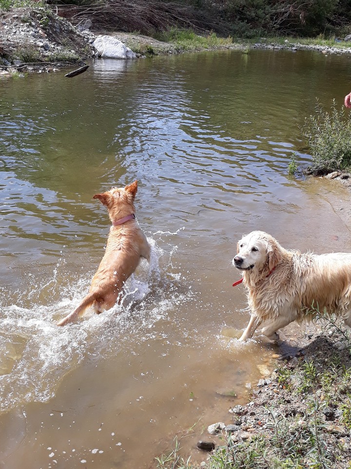 Dogs