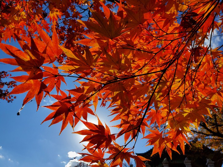 autumn Maple
