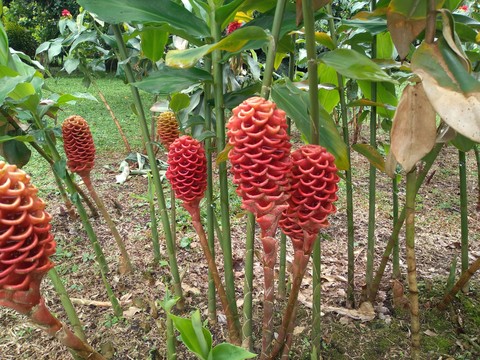 maracas