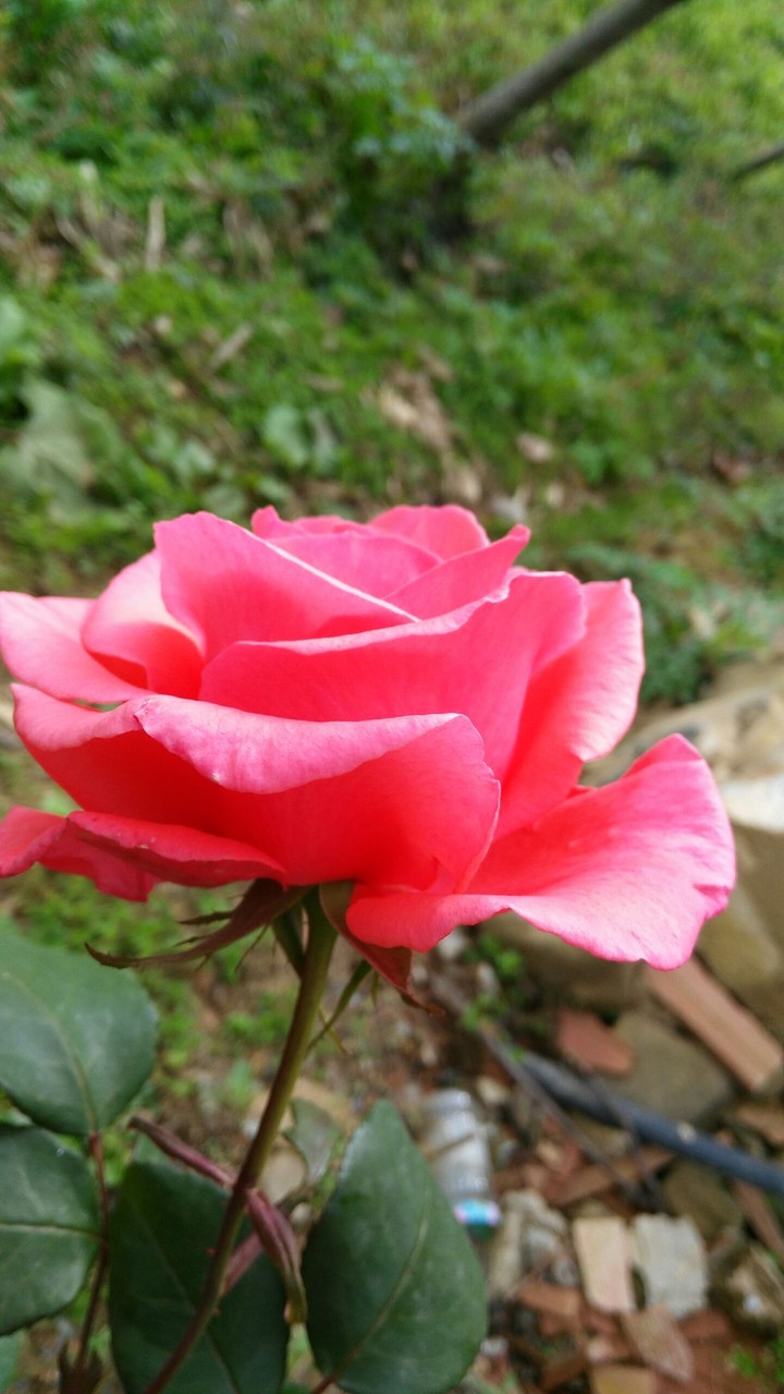Gül