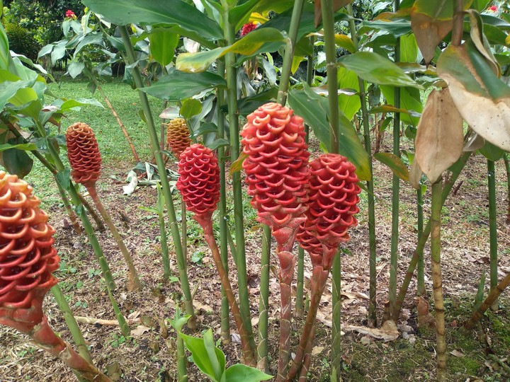 maracas