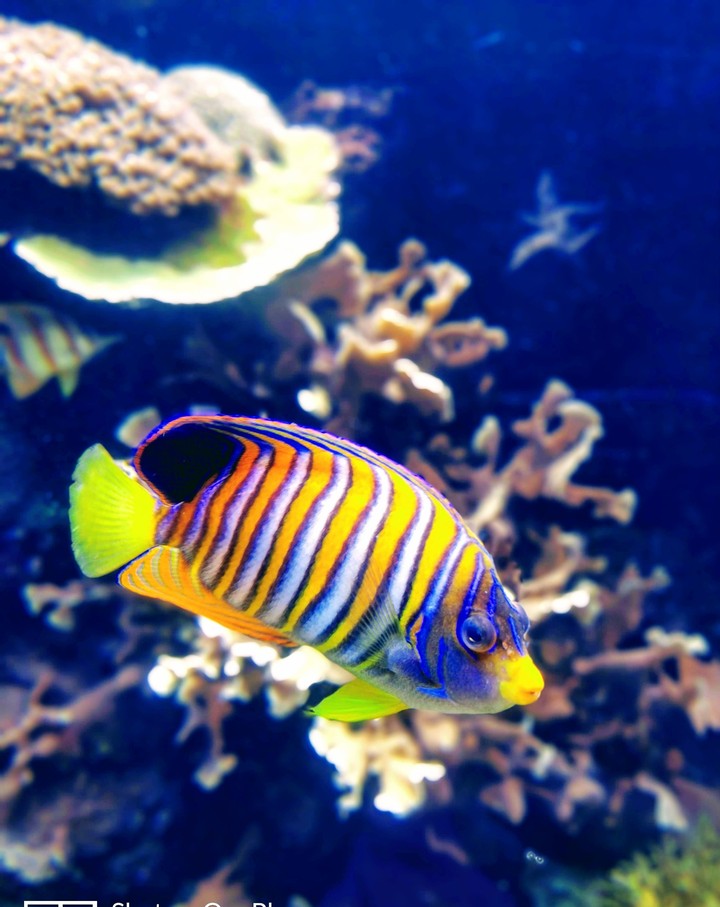Fish