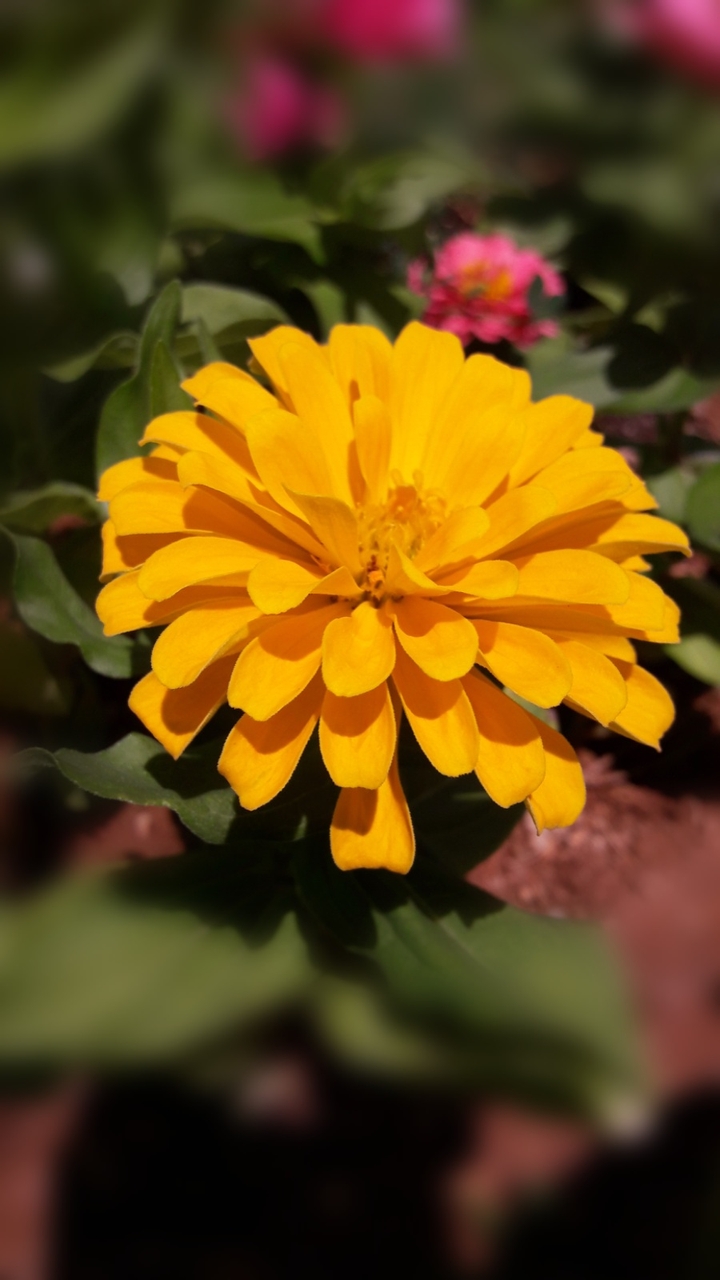 flowers  summer