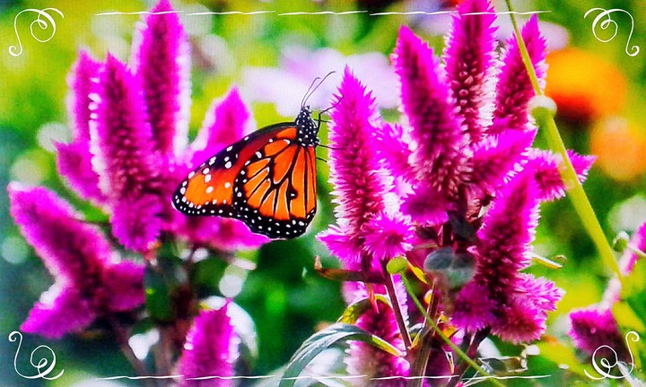 Mariposas