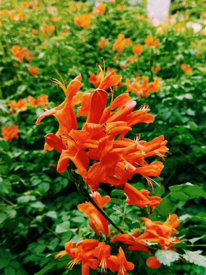 Flower Beauty
