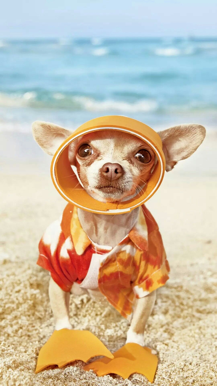 Funny Dog