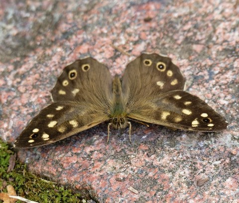тапети insect, butterfly