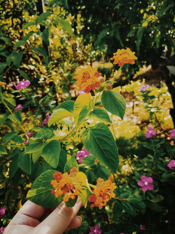 flowers