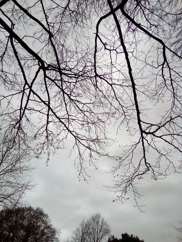 trees