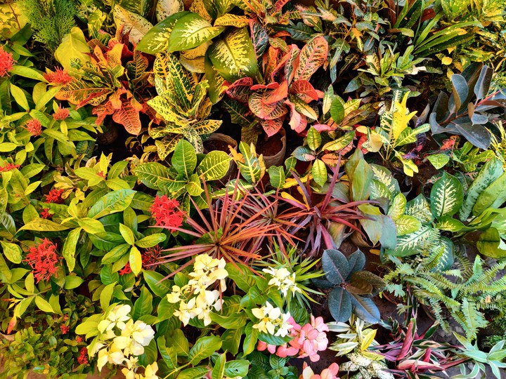 Bunches of flowers