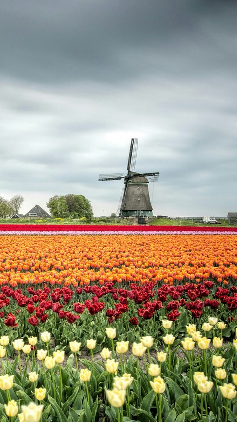 Fields of Follie