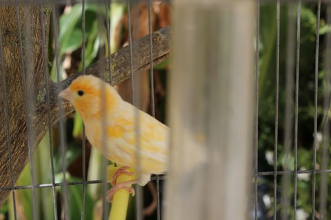 my lovly bird