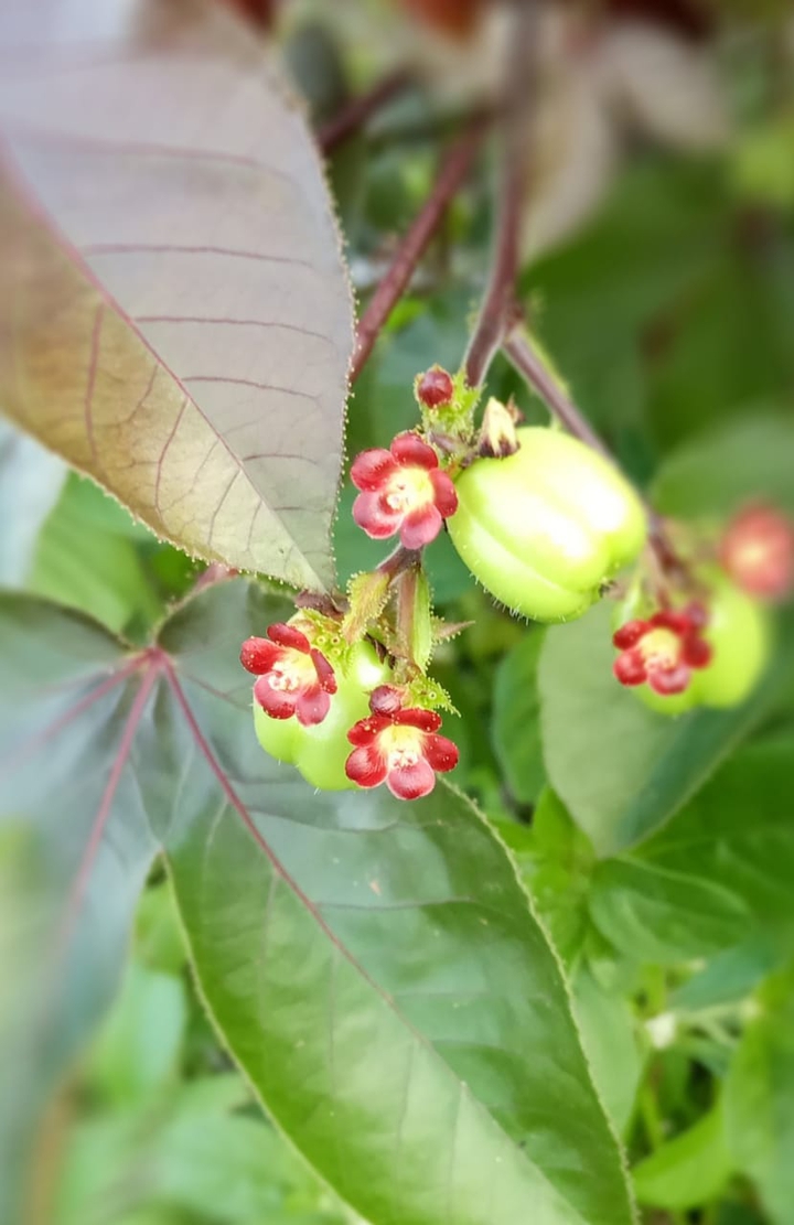 nature