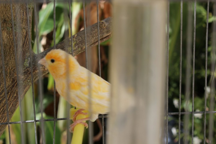 my lovly bird