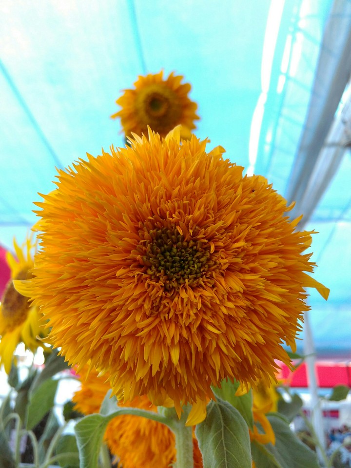 sunflowers