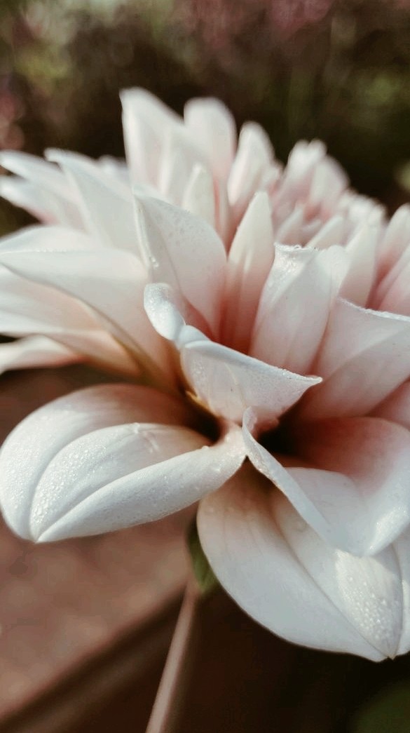 Flower Wallpaper