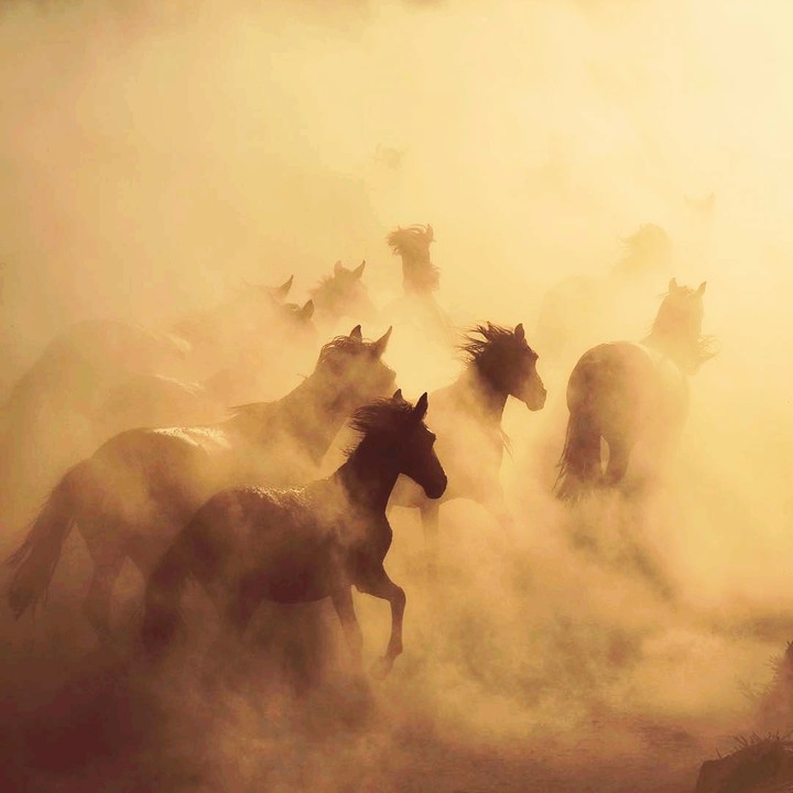 Dark horse!!