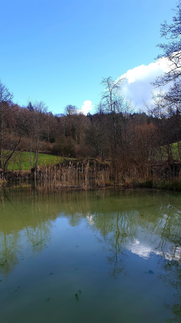 pond