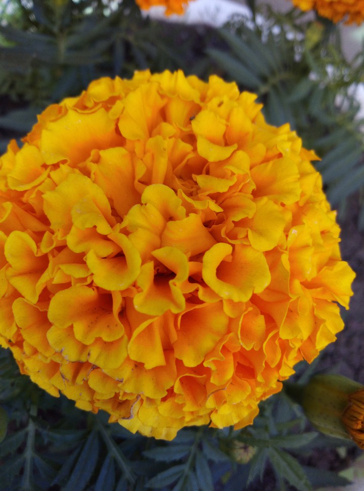 Orange flower
