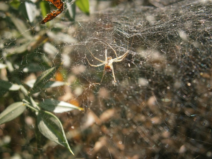 Spider is not man
