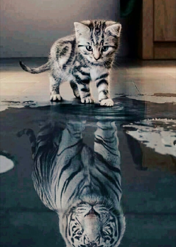 kitten and tiger