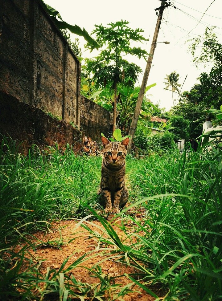 cat walk