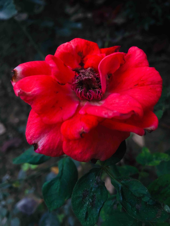 rose flower
