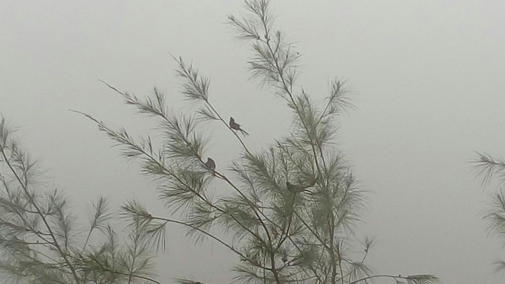 fog