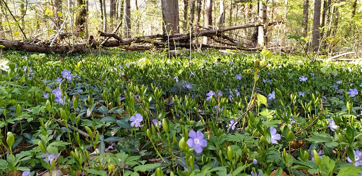 Spaziergang im Wald