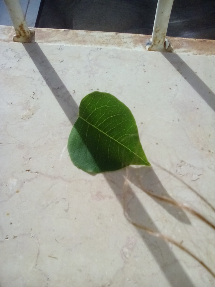 Heart-shaped leaf