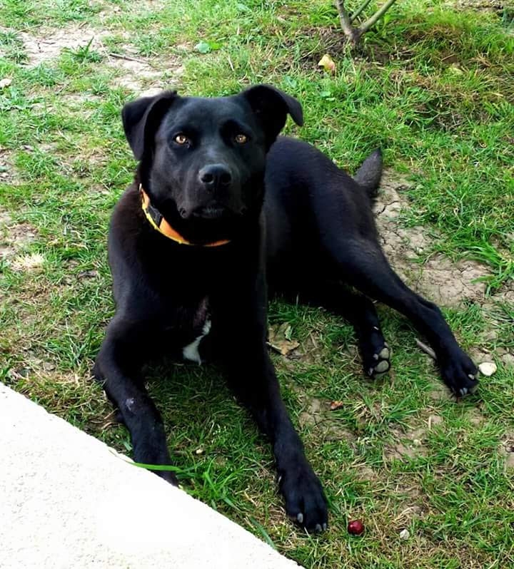 Black dog