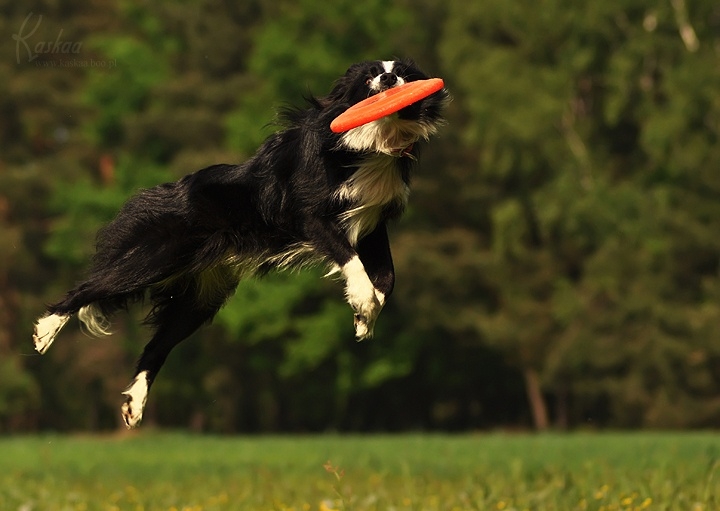 For The Love Of Border Collie