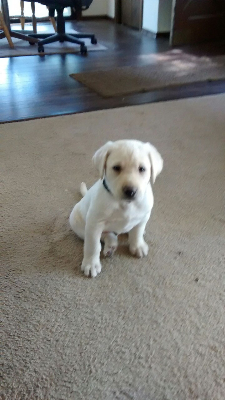 puppy love