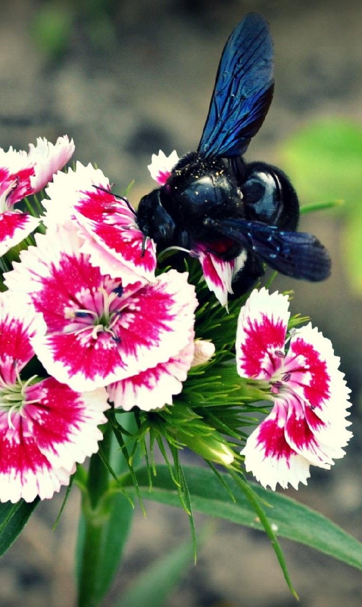 Flowers & Bee