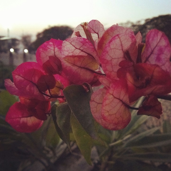 Nature