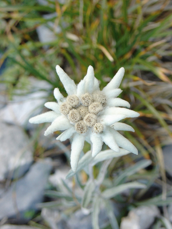 EDELWEISS