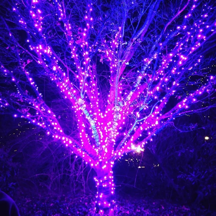 Lit tree
