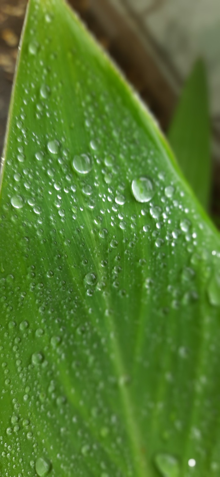 Rain
