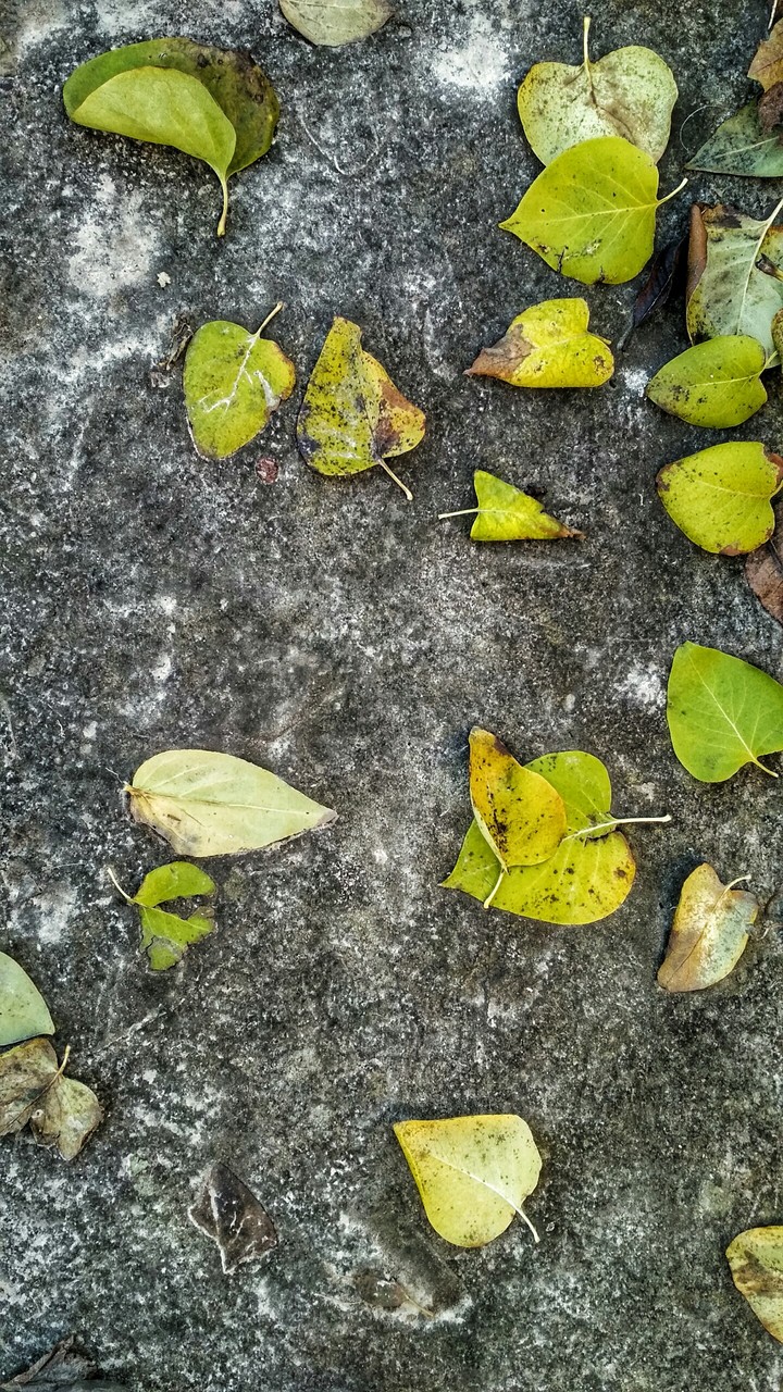 autumn