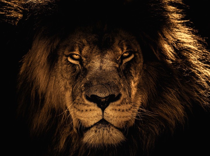 LION | KING
