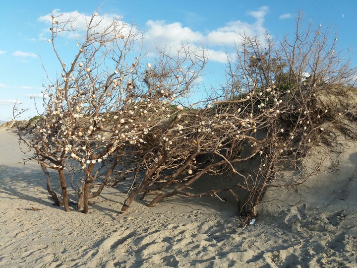 trees and shells