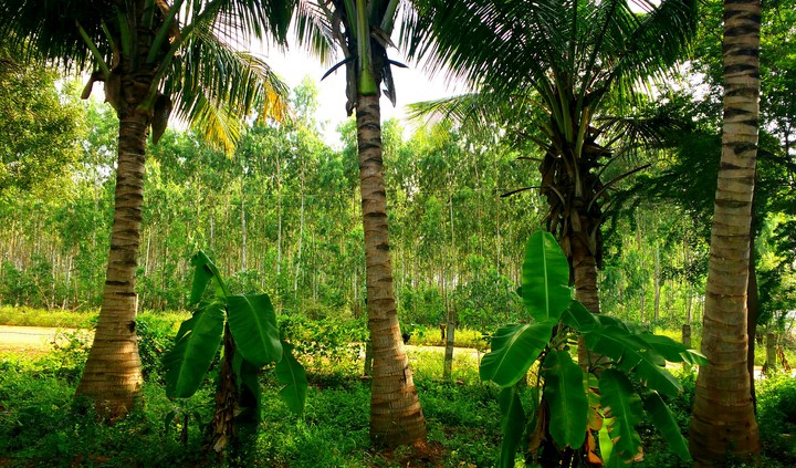 Coconut and Banana Plantation