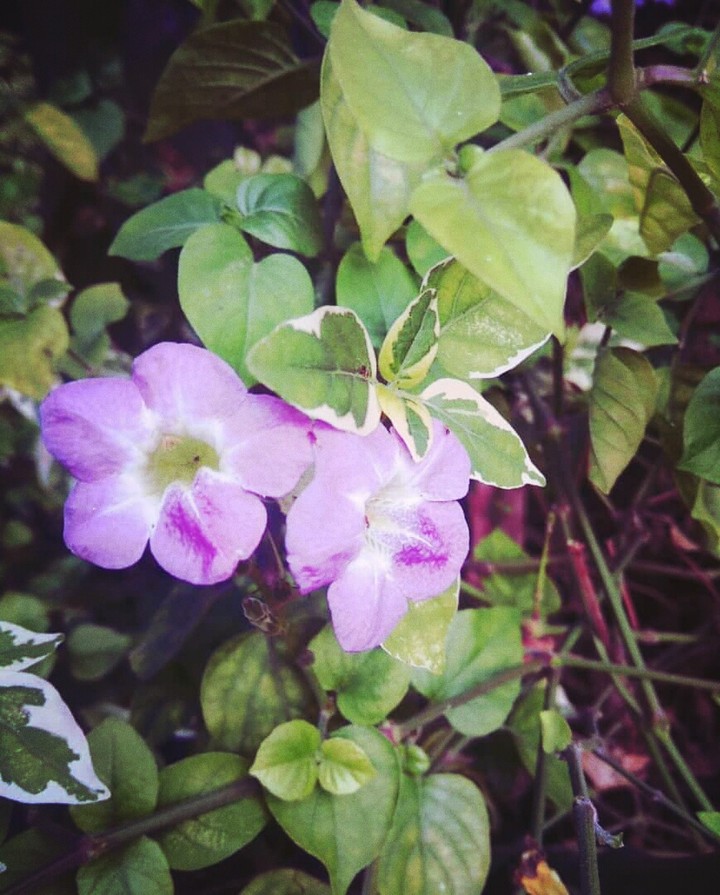 Flowers