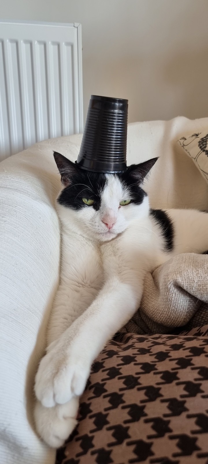 Cat in a hat