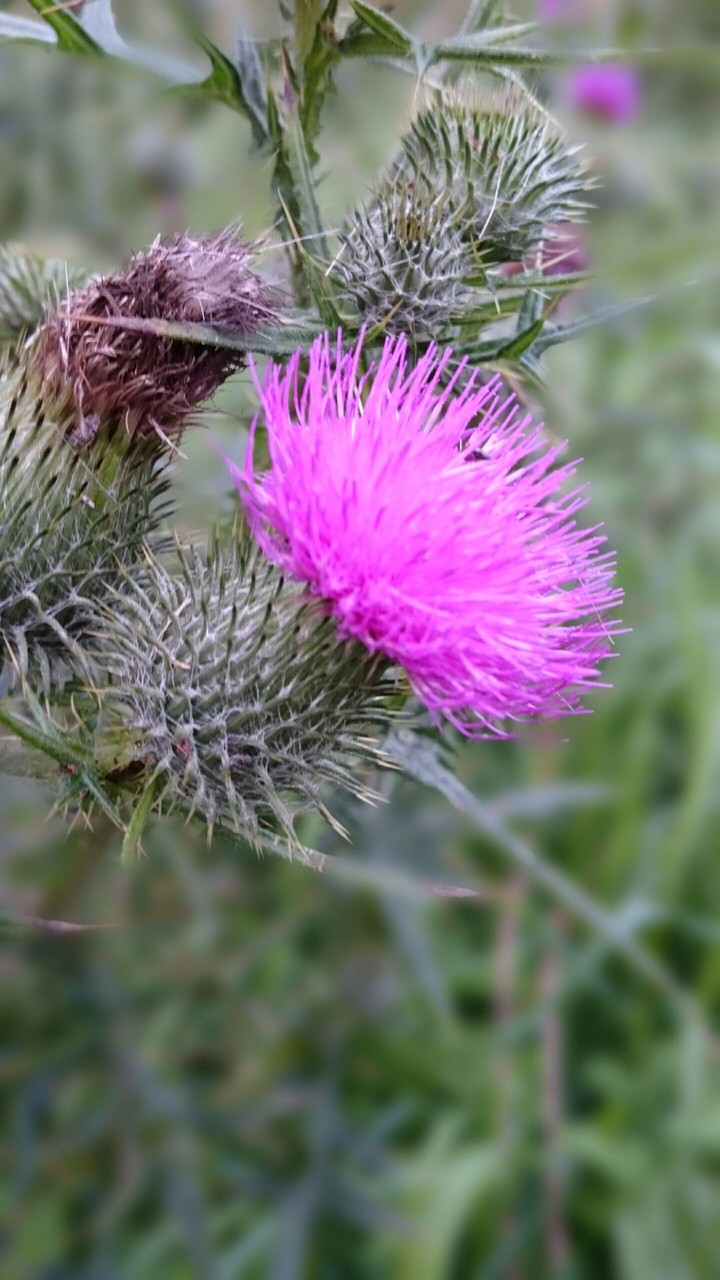 Distelblüte