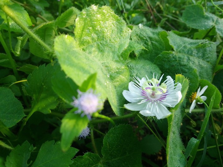 flower