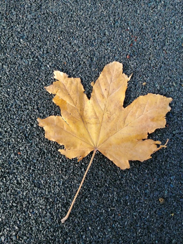 клен