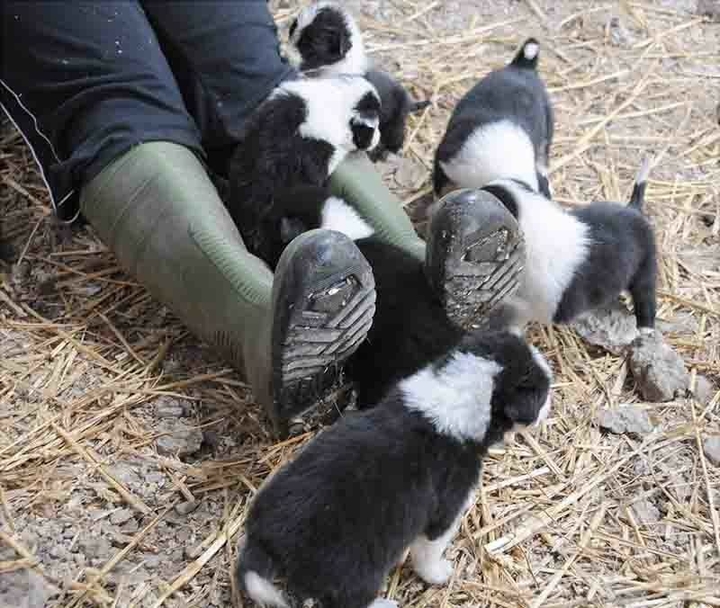 The Border Collie Because There Is No Better Dog