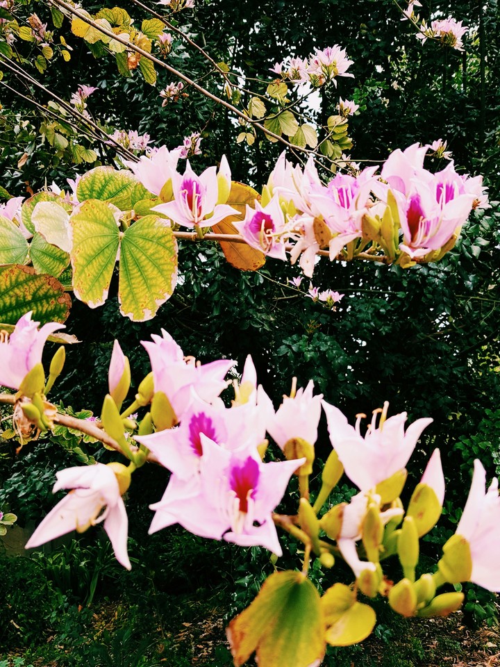 spring
