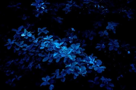 enchanted blue
